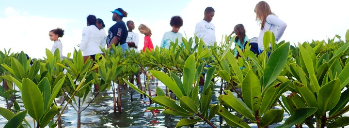 Volunteers assisting with the planting of new red mangroves.